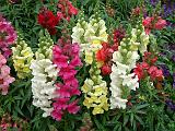 Snapdragons mixed 